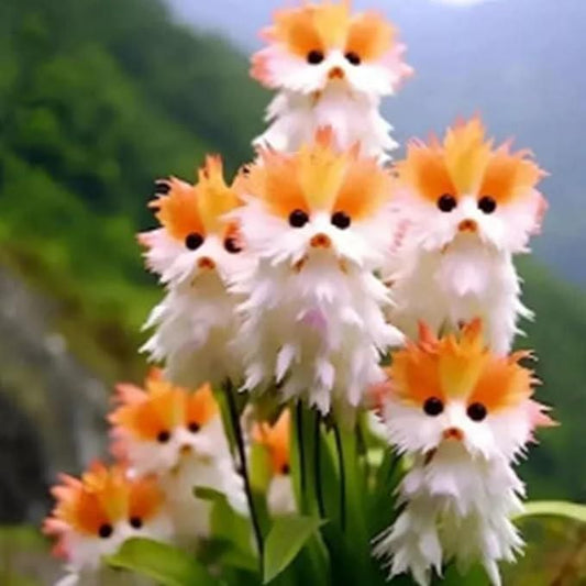 Cat Eye Dazzle Flower Seeds with Free Organic Pot Mix – Bright Indoor & Outdoor Blooming Plant (Pack of 1)